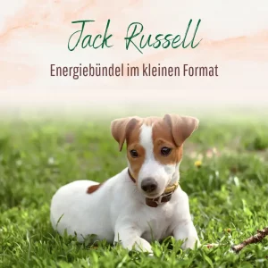Blogbeitrag Jack Russell