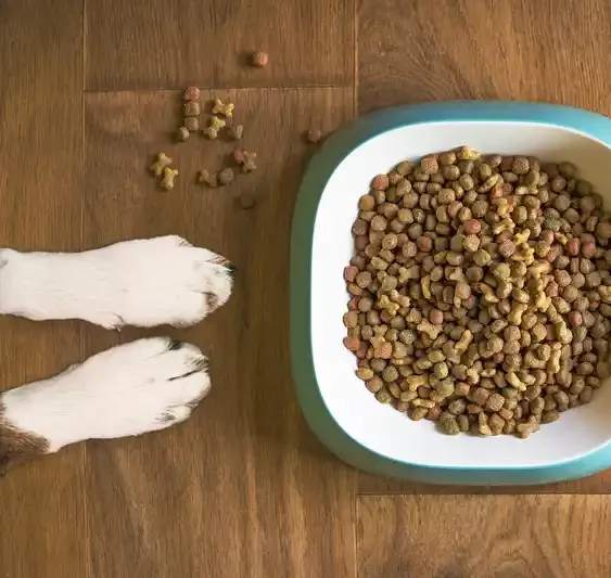 Futter und Pfotenlecken