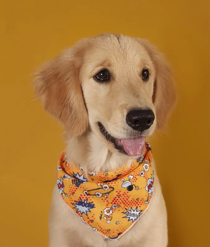 Welpe Goldenretriever