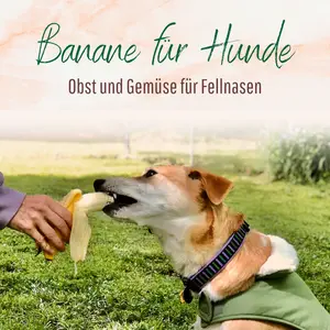 Blogbeitrag Bananen für Hunde