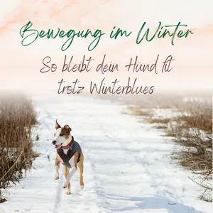 Blogbeitrag Bewegung im Winter