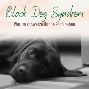 Blogbeitrag Black Dog Syndrom