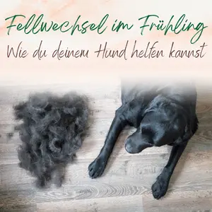 Blogbeitrag Fellwechsel Frühling