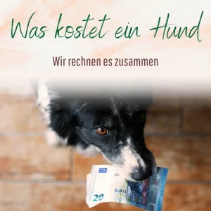 Blogbeitrag Kosten Hund