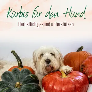 Blogbeitrag Kürbis für Hunde