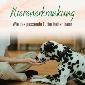 Blogbeitrag Nierenerkrankung