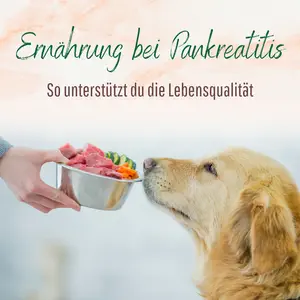 Blogbeitrag Pankreatitis