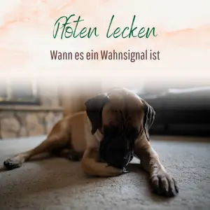 Blogbeitrag Pfotenlecken