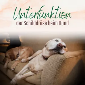 Blogbeitrag Schilddrüsenunterfunktion