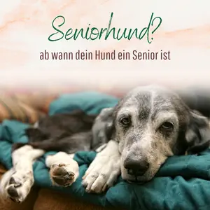 Blogbeitrag Ab Wann ein Seniorhund