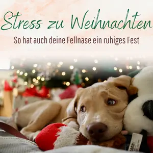 Blogbeitrag Stress zu Weihnachten