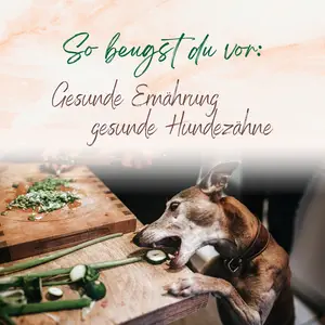 Blogbeitrag Vorbeugung Ernährung