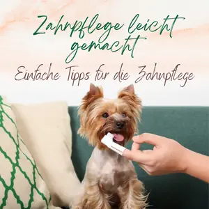 Blogbeitrag Zahnpflege