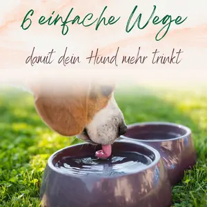 Blogbeitrag mehr trinken