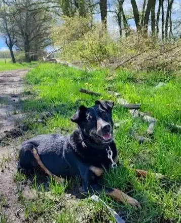 Bruno Schnauzenschmaus