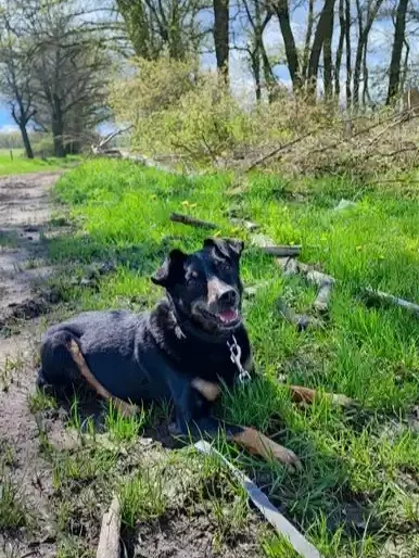 Bruno Schnauzenschmaus