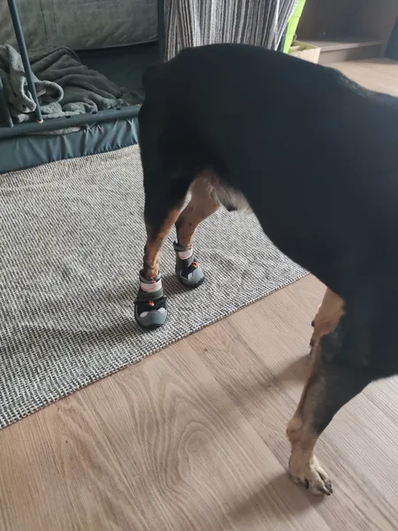 Bruno Spinal Walker Hundeschuhe