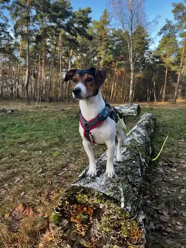 Schilddrüsenunterfunktion beim Hund