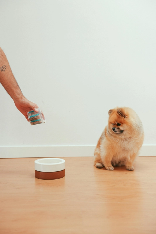 Futterverweigerung Hund