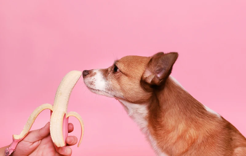 Hund bananen fressen