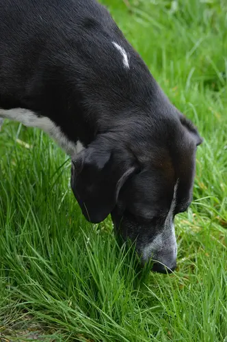Gras fressen beim Hund