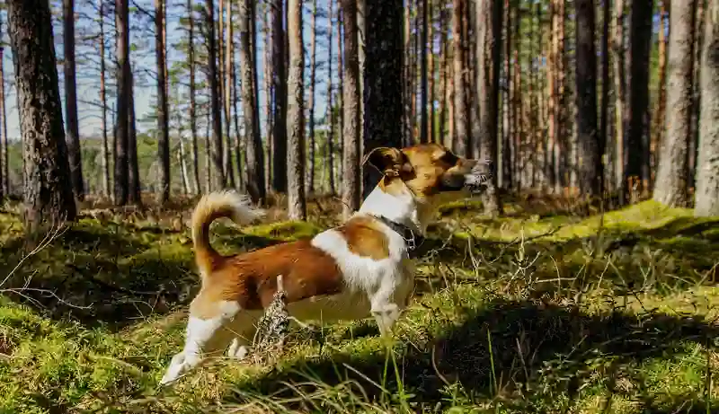 Jack Russell Terrier Wald
