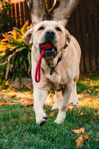 Labrador Retriever mit Ball