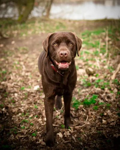 Labrador Retriever