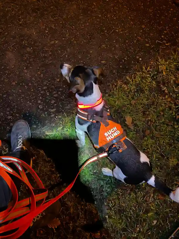 Mantrailing Finn Nachts