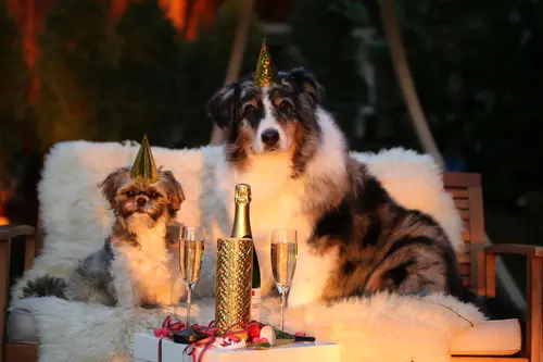 Silvester mit Hund