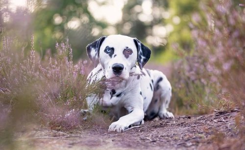 Kundenfeedback Pheobe