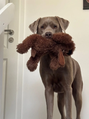 Kundenfeedback Ludwig