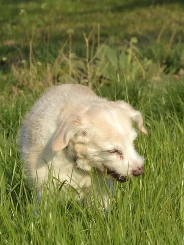 Grasfressen beim Hund