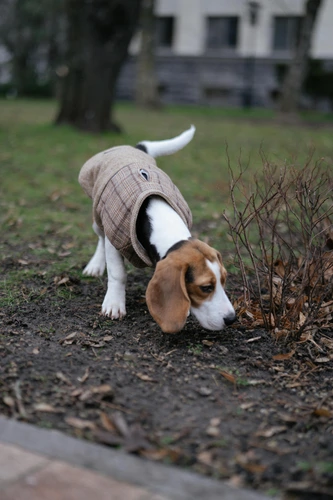 Beagle suche