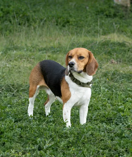 Beagle