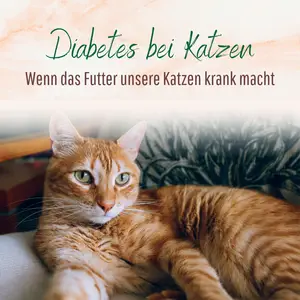 Blogbeitrag - Diabetes bei Katzen