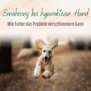 Blogbeitrag - Ernährung bei hyperaktiven Hunden