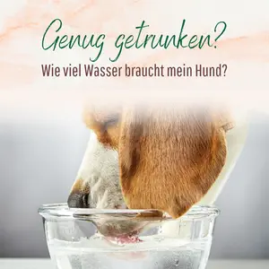 Blogbeitrag - Genug trinken