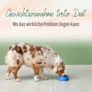 Blogbeitrag - Gewichtszunahme trotz Diät
