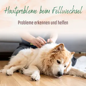 Blogbeitrag - Hautprobleme beim Fellwechsel