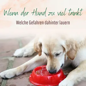 Blogbeitrag - Hund trinkt zu viel