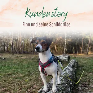 Blogbeitrag - Kundenstory Finn