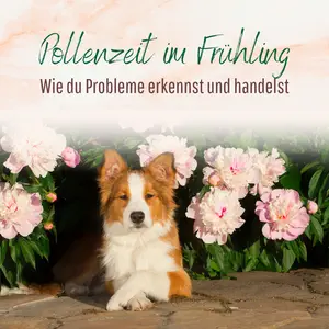 Blogbeitrag - Pollenzeit im Frühling