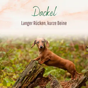 Blogbeitrag - Rasse Dackel
