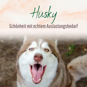 Blogbeitrag - Rasse Husky