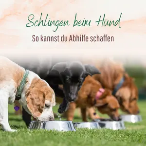 Blogbeitrag - Schlingen beim Hund