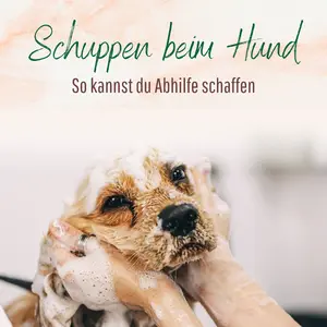 Blogbeitrag - Schuppen beim Hund