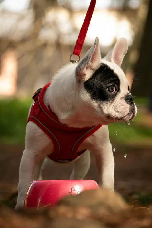 Hund Wassernapf - trinkt mein Hund genug