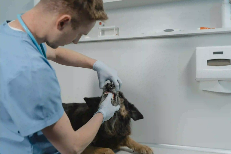 Zahnstein und Mundgeruch beim Hund , Zahnreinigung , Ernährung und Zahngesundheit