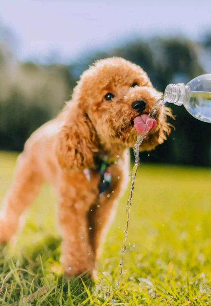 Hund trinkt Wasser im Sommer, Hund zu viel trinkt